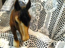 HORSE CLYD 1 D
